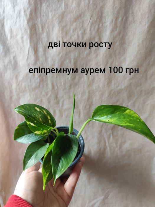 Эпипремнум, епіпремнум, сциндаптус, філодендрон неон, енджой, Глобал г