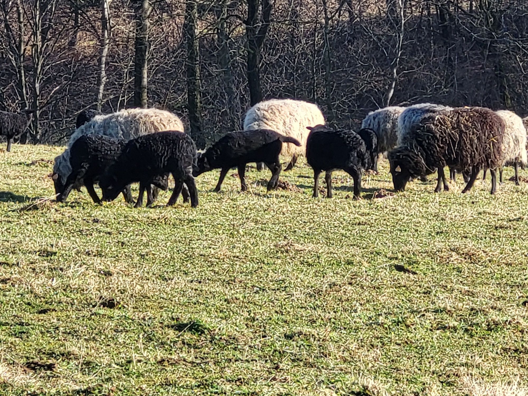 Owce wrzosówki  jagnieta