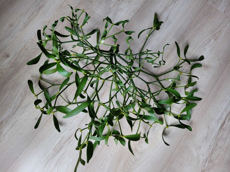 jemioła na święta pęk jemioły rekwizyty do sesji foto