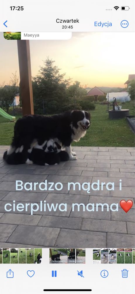 Rasowy piesek juz do odbioru 24.07