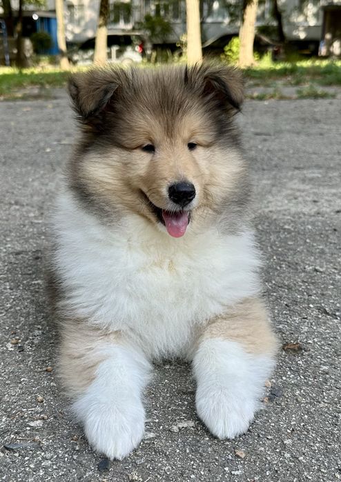 Щенки колли из питомника