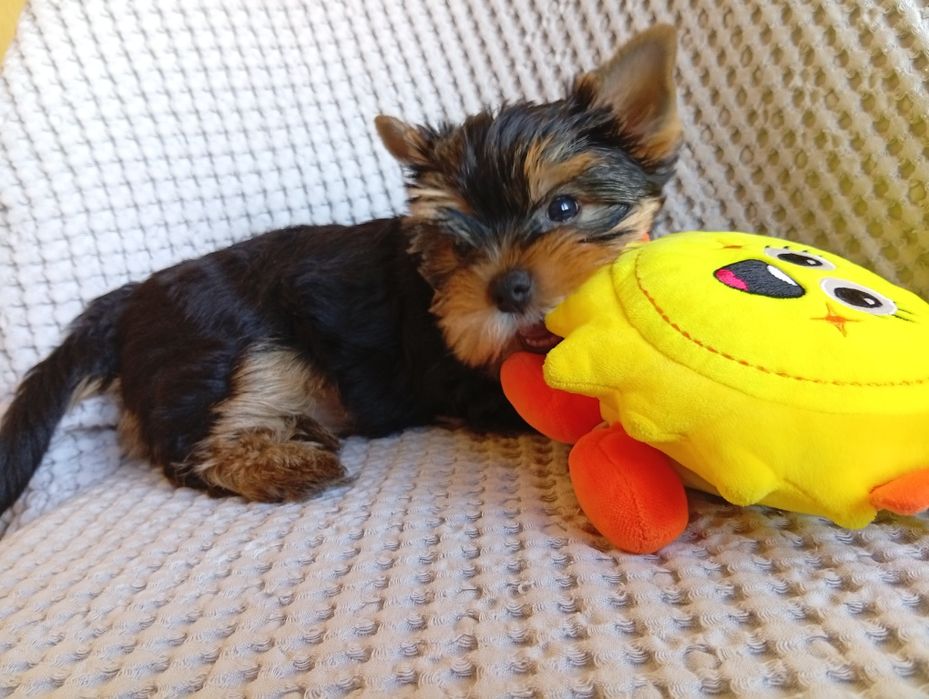 Yorkshire Terrier ZKwP FCI suczka