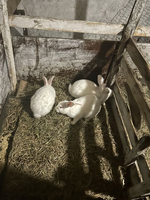 Продам кроликів!