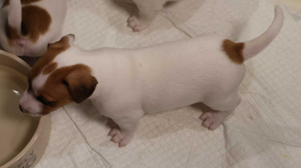 Szczenię Jack Russell Terrier z hodowli "BREFIO" /bad. genetyczne