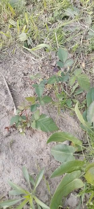 Jeżyna bezkolcowa Black Satin 3 letnia