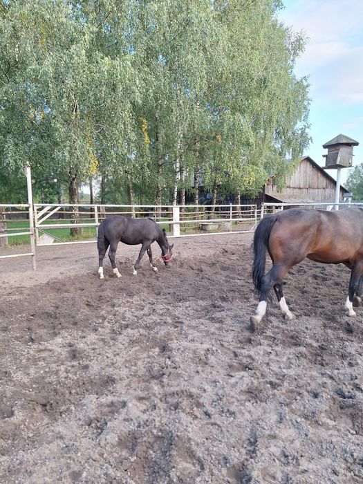 Sprzedam ogiera śląskiego