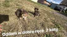 Oddam kotki za darmo