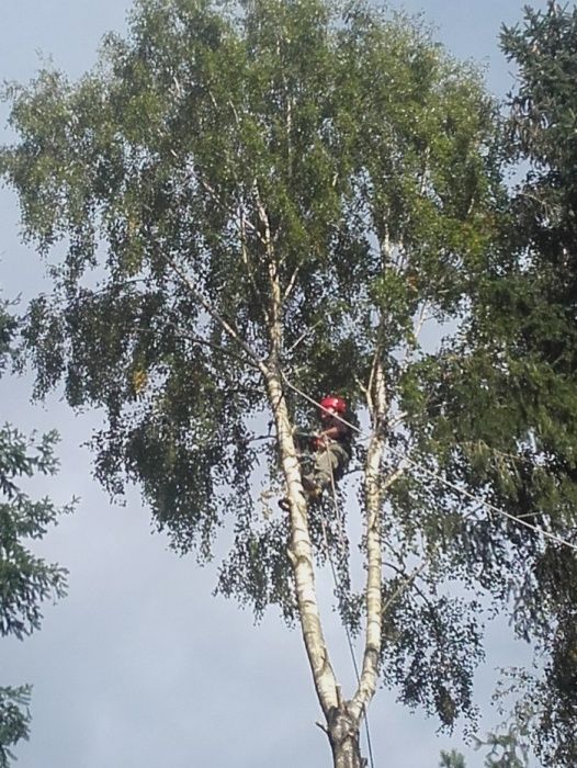 Wycinka, wycinanie, ścinka drzew metodą Alpinistyczną, karczowanie