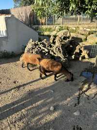 Cabras anãs para venda