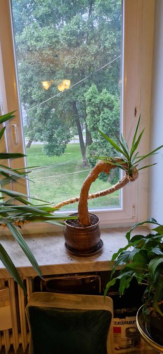 Oryginalnie wyglądająca juka yucca