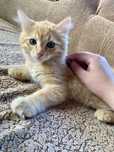 Віддаю безкоштовно кошенят