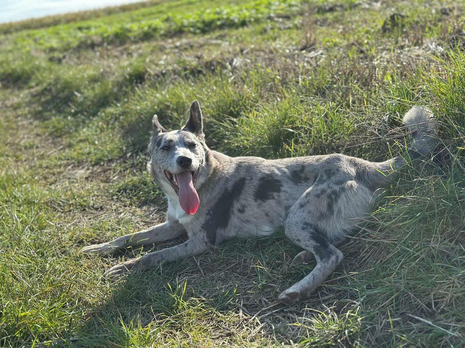 Uroczy Pedro szuka domu