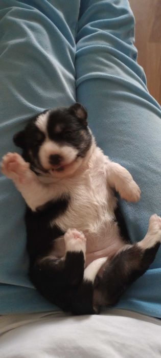 Piesek Szczeniak malutka suczka  ZAREZERWOWANA