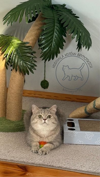 Kot Brytyjczyk niebieski pregowany rodowod FPL