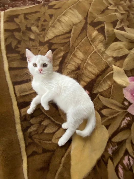 Кошеня у добрі руки