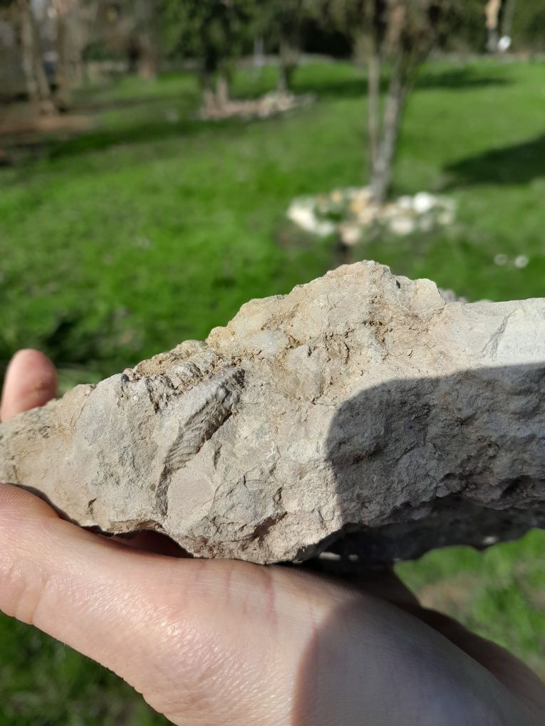 Skamieniałości w skale .Amonit , łodzik, brachiopod