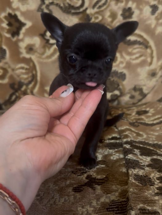 Крихітка на долоньку.Супер міні дівчинка.