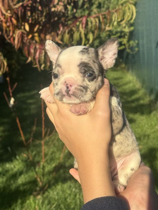 Лялечка міні французькі бульдожки