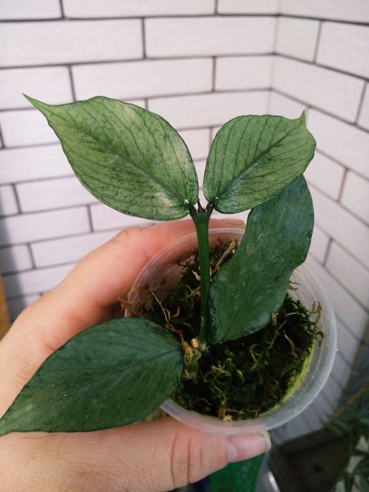 хойя імбріката, ліза, kenejiana, polyneura , nova gho