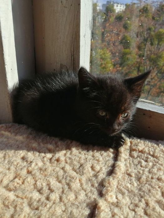 Маленький черный котёнок мальчик ищет дом! Котята в хорошие руки!