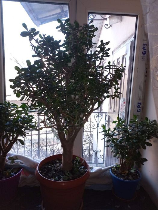 Вазон Товстянка, Грошове дерево, 110 см, 15 років