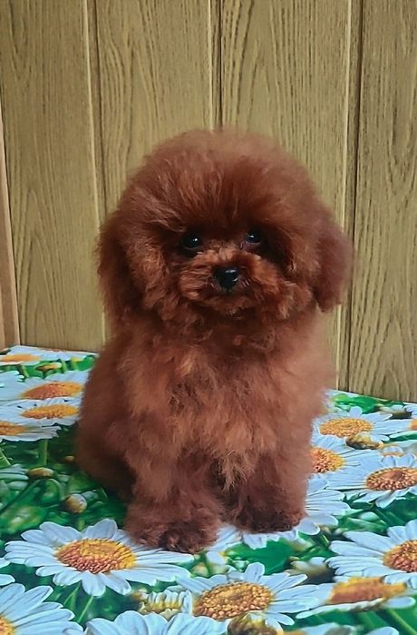 ‼️Китай , ТИКАП в разведение