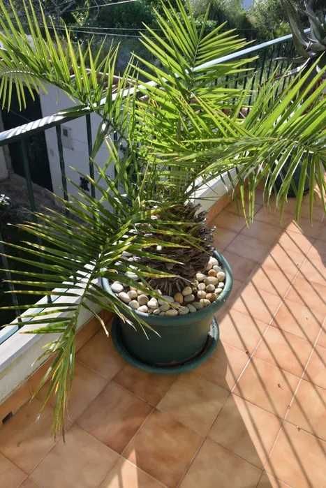 Palmeira para casa ou jardim