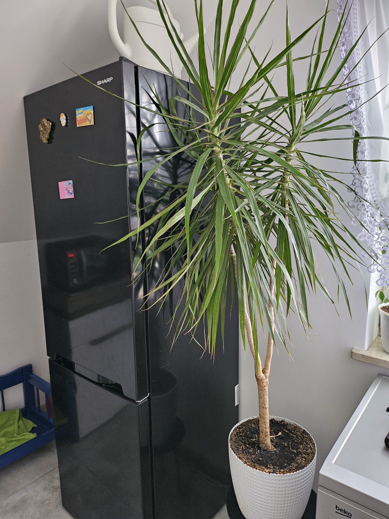 Duża Dracena 1.50