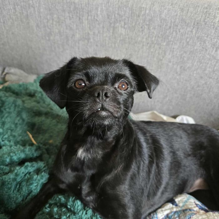 Czarna sunia do adopcji