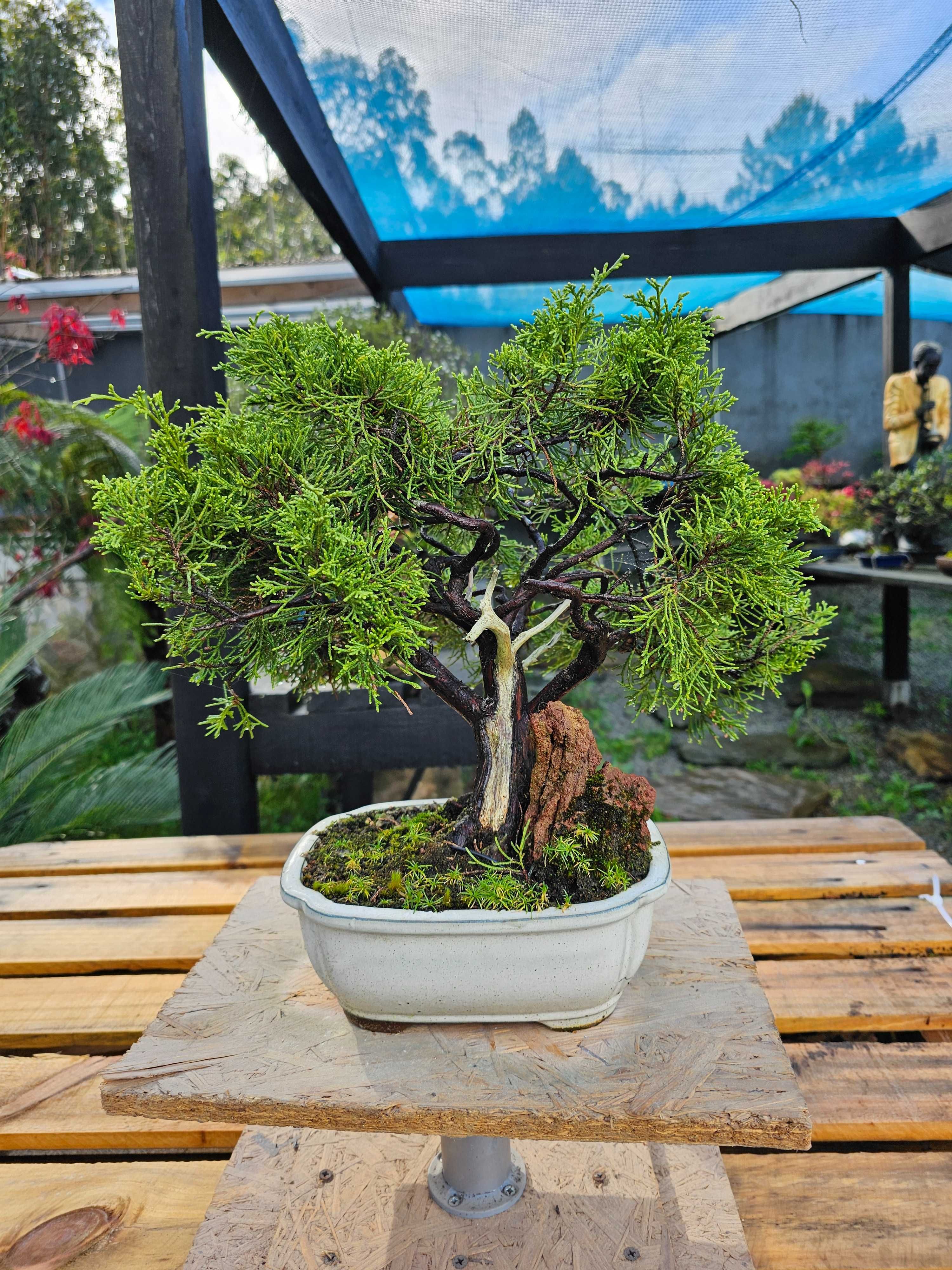 Bonsai juniperus