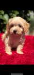Dziewczynka maltipoo po tea cup czerwonym pudelku
