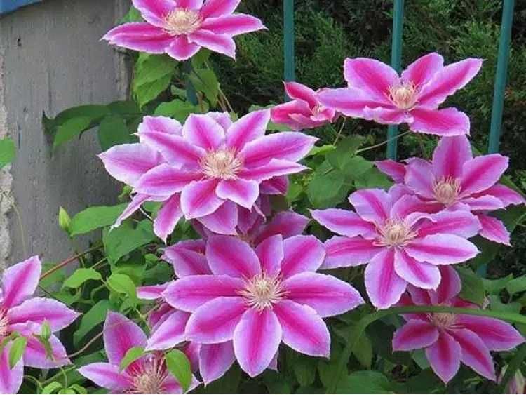 Clematis Doctor Rupell