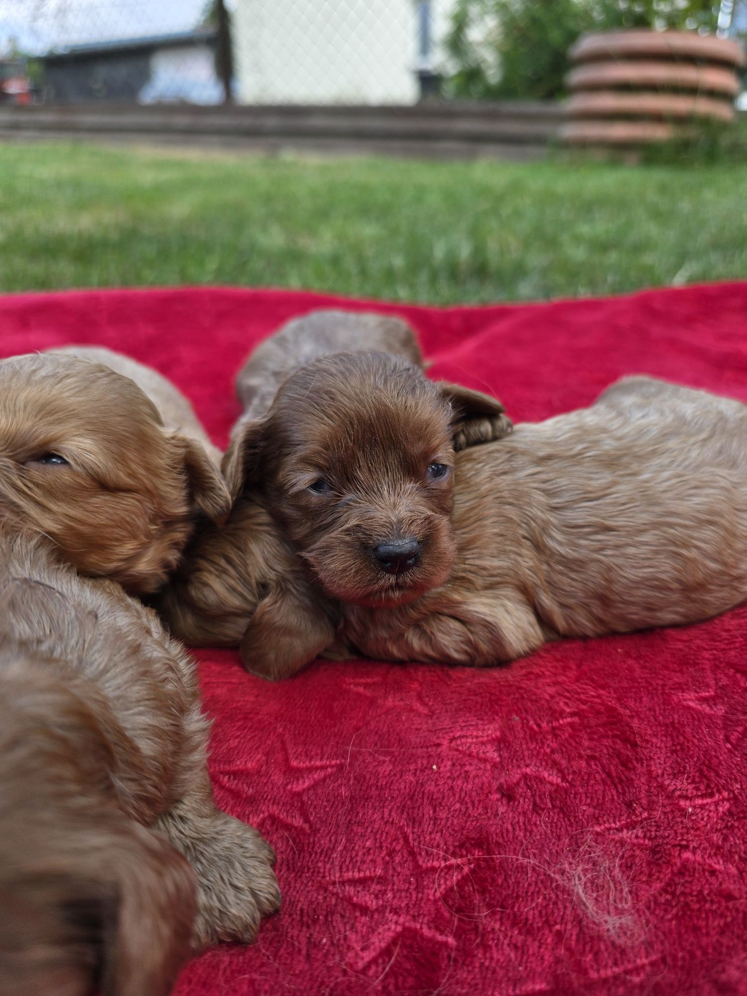 Cavapoo suczka f1