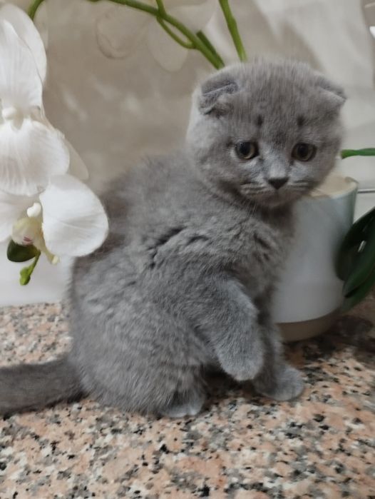 Scottish Fold fêmea