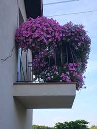 Kwiaty Rabatowe/Balkonowe