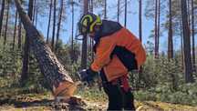 Drwal Arborysta wycinka korekta pielęgnacja drzew metodą alpinistyczna