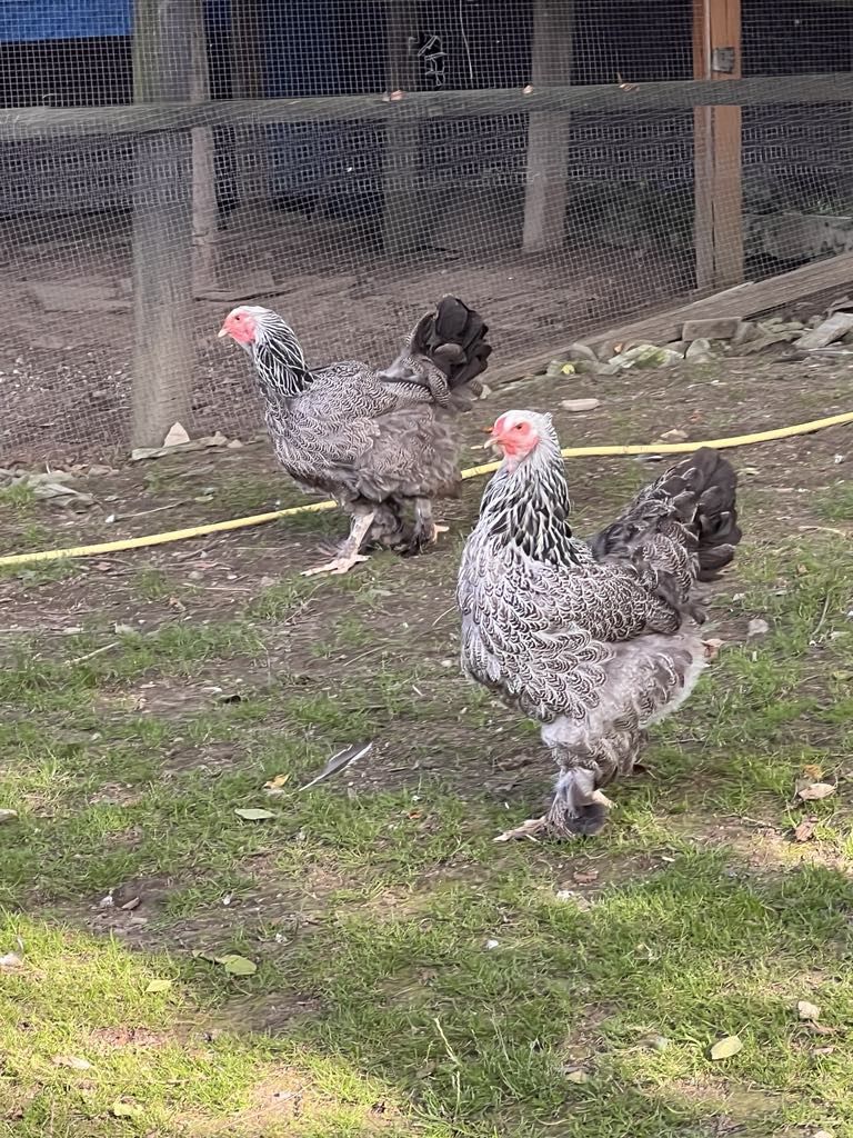 Kury ozdobne Brahma, Czubatka, Austrolorp, Wyandotte