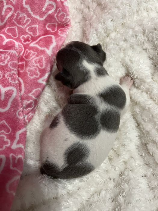 Cudny Łaciaty Niebieski Chihuahua *Miniaturka*