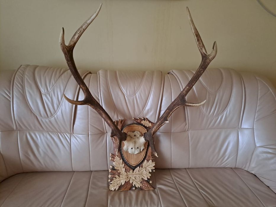 Роги в наявності