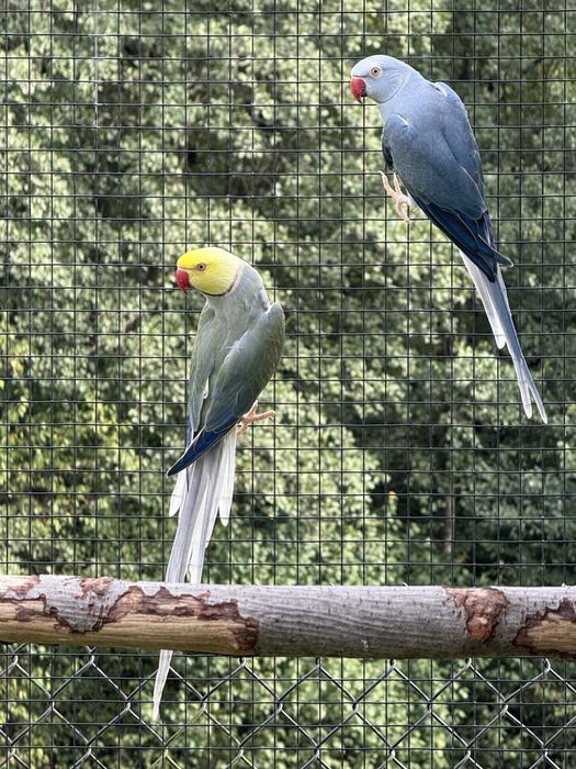 Sprzedam aleksandretty obrożne G.O