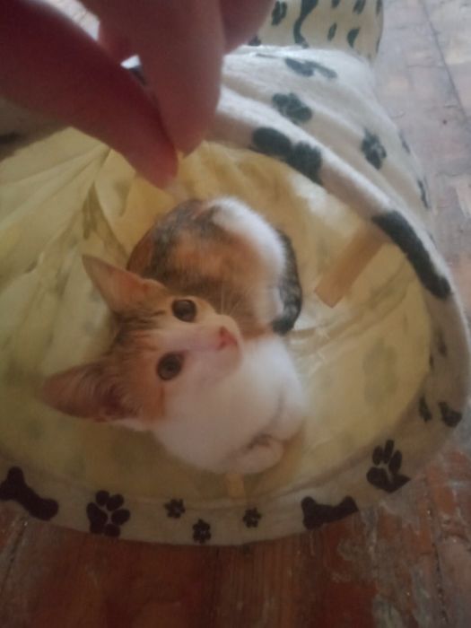 Котенок в добрые руки