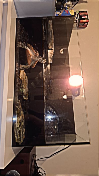 Żółw wodno lądowy