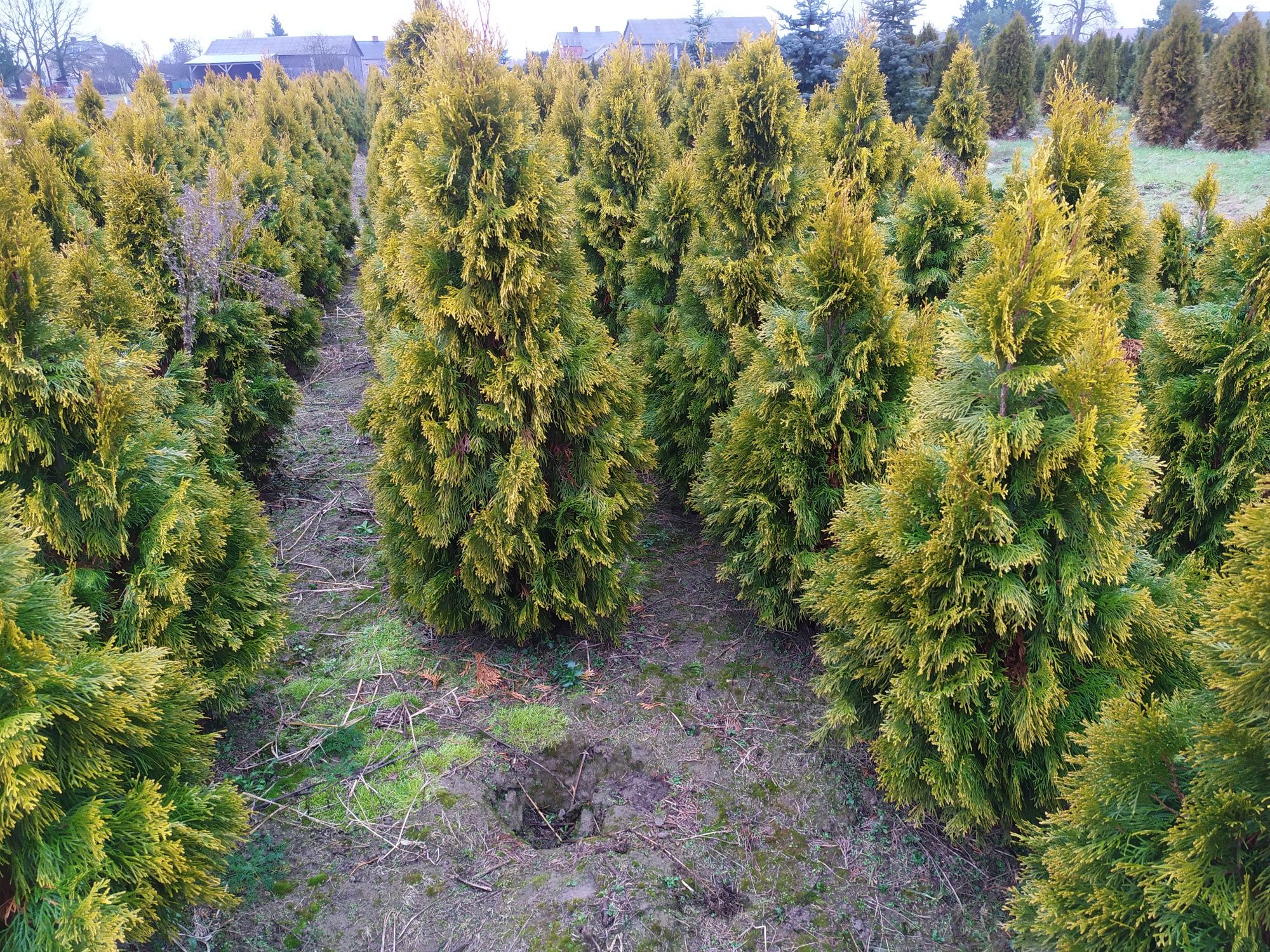 Thuja Tuja Golden Smaragd 100+ Szmaragd żółta