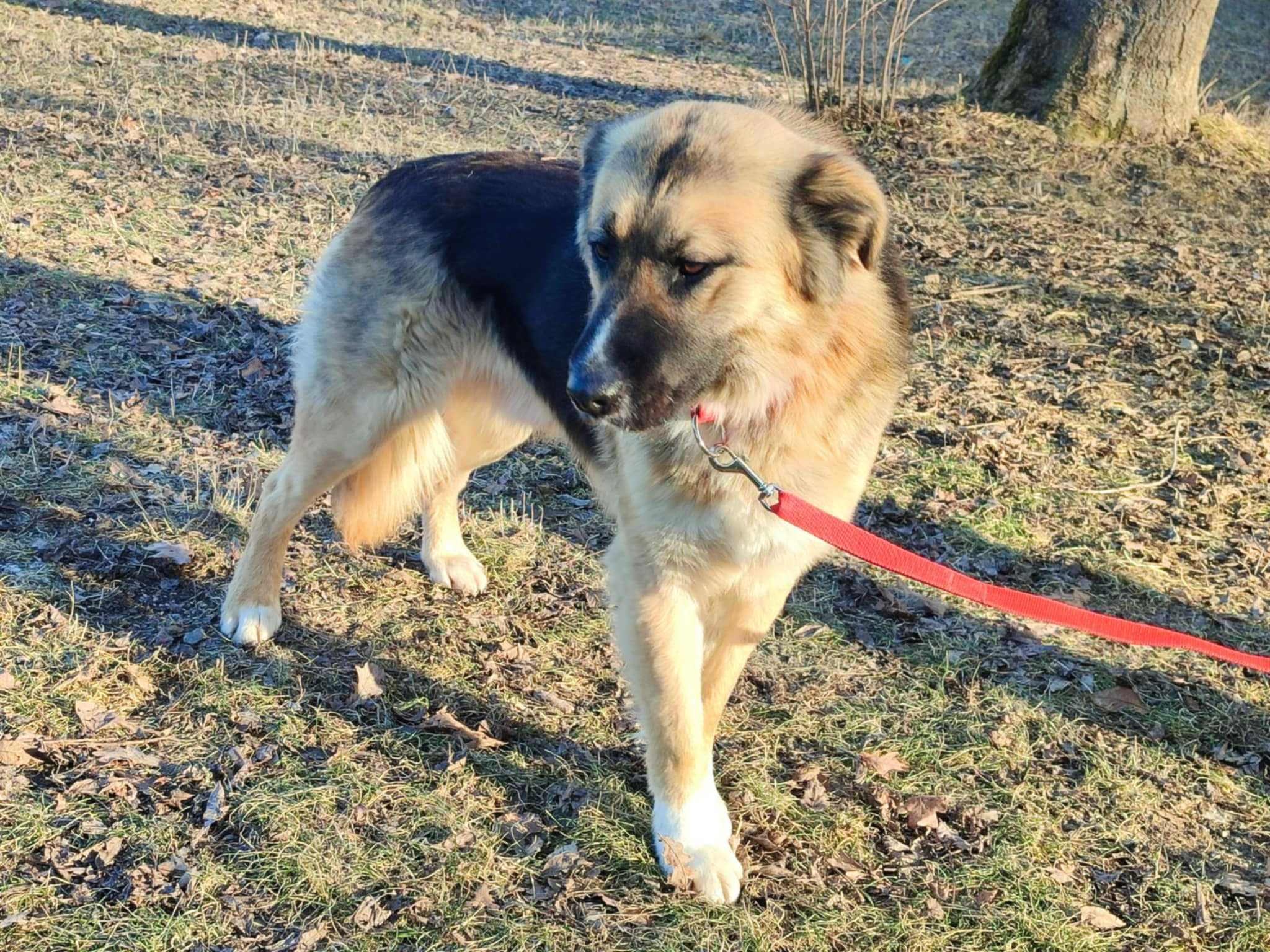 Wojtuś- łagodny i przyjazny psiak na tropie domu