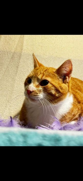 Cudowne 7 msc kocurki szukaja domków