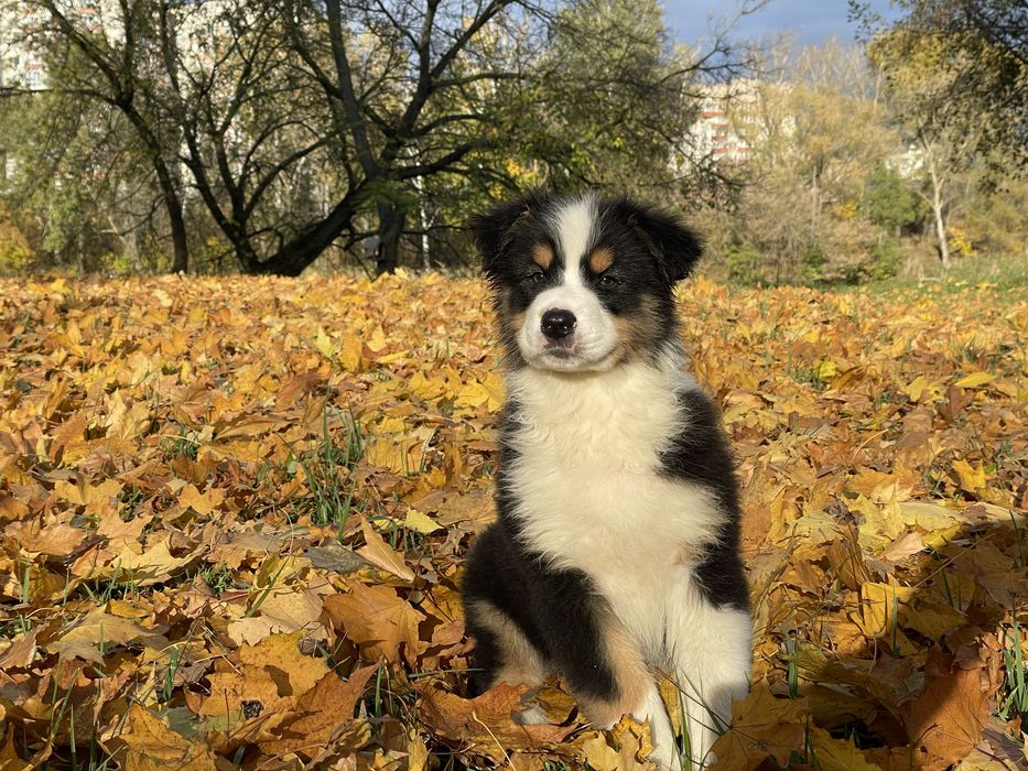 Хлопчик австралійської вівчарки Ауссі