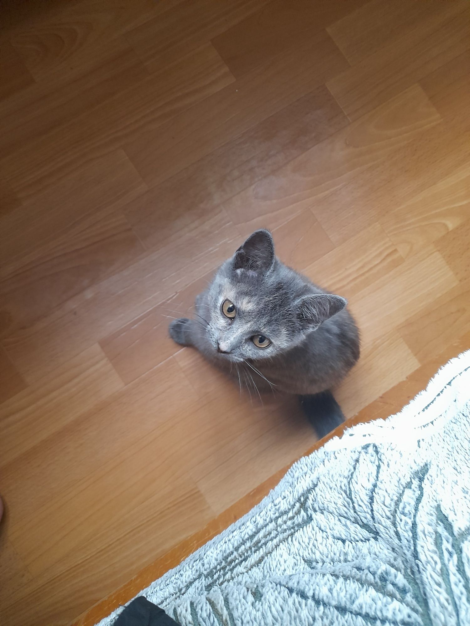 Кошенята шукають сім'ю