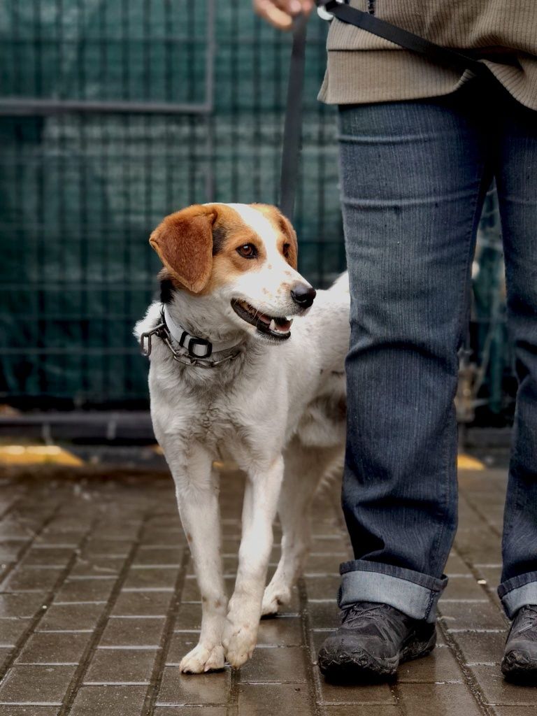 ARCHIE do adopcji