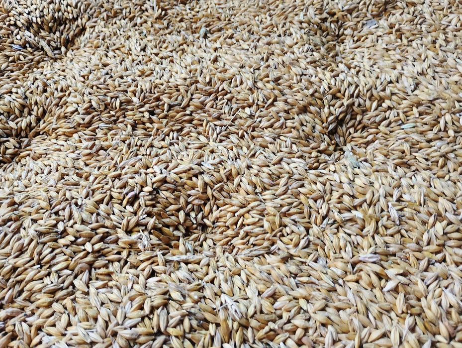 Jęczmień (jary)zbiór tegoroczny