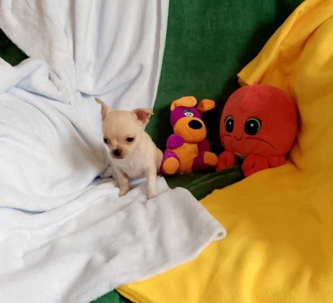 Chihuahua chłopiec